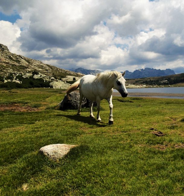 gr 20 korsika kůň Lac de Nino